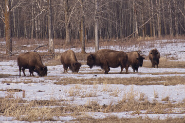 Plains Bison in a Field