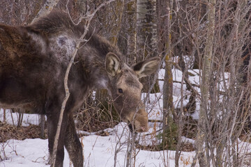 Naklejka na ściany i meble A Young Moose eating Twigs