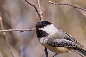 Black-capped Chickadee on a Branch