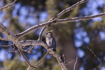 Cedar Waxwing on a Branch
