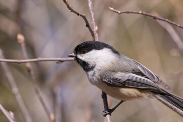 Black-capped Chickadee on a Branch