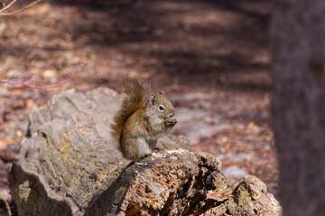 A Red Squirrel Eating Nut