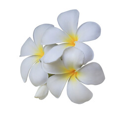 Plumeria or Frangipani or Temple tree flower. Close up white-yellow plumeria flowers bouquet...