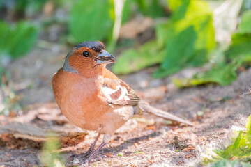 Common chaffinch, Fringilla coelebs, sits on the ground in spring. Common chaffinch in wildlife.