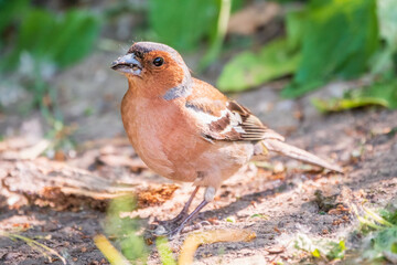 Common chaffinch, Fringilla coelebs, sits on the ground in spring. Common chaffinch in wildlife.