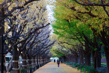 Fall scenery of long rows of golden Ginkgo trees (Gingko or Maidenhair) along sidewalk in Meiji Shrine Outer Garden, which is a famous tourist attraction for autumn foliage, in Shinjuku, Tokyo, Japan