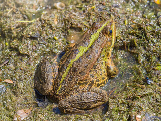 A large green frog sits in the marsh.
