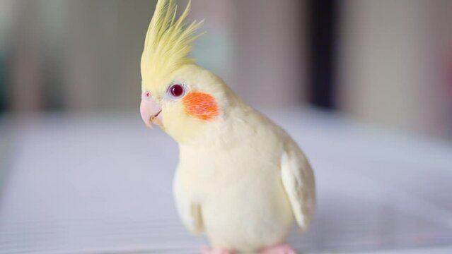 Lutino Cocktails, bright colors, free in the house. A beautiful yellow lutino cockatiel with orange cheeks outside the cage is in a happy pose.