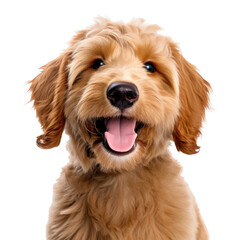 a Labradoodle puppy, Portrait, happy, smiling, and healthy, Pet-themed, photorealistic illustrations in a PNG, cutout, and isolated. Generative AI