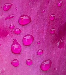 Pink Flower with Dew 4