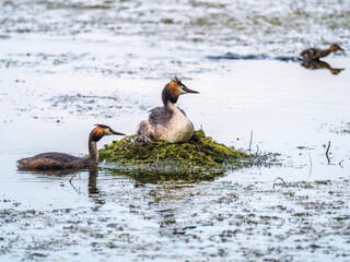 A pair of water birds, Great Crested Grebe, feeding chick at nest.