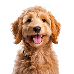 a cute Labradoodle puppy, Portrait, happy, smiling and fun, Pet-themed, photorealistic illustrations in a PNG, cutout, and isolated. Generative AI