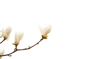 Several light purple magnolia flowers are blooming on the branches isolated on transparent background. 