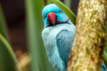 ring neck parakeet bird with red beak blue coloring