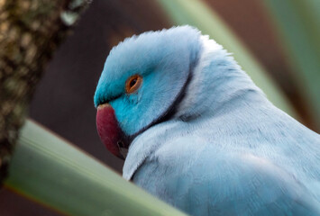 ring neck parakeet bird with red beak blue coloring