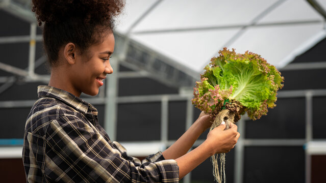 African american women examining quality and growth of salad vegetable in hydroponics greenhouse