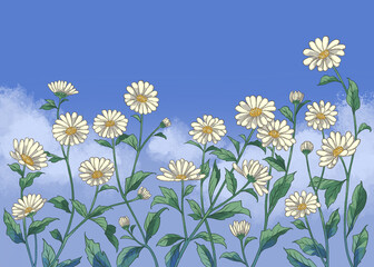 Illustration of daisy flowers, daisy garden, digital art.