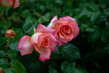 red rose bush