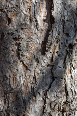 Close up view of textured bark on the trunk of a mature Austrian pine tree (pinus nigra) with numerous holes created by woodpeckers and sapsuckers