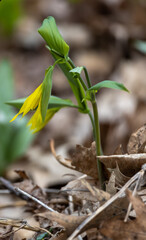 Close up view of a delicate yellow bellwort wildflower (uvularia grandiflora) growing in its native undisturbed woodland setting