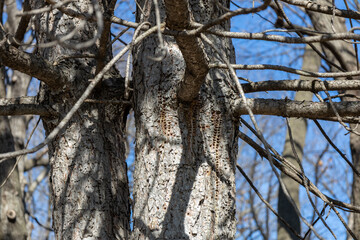 Close up view of textured bark on the trunk of a mature Austrian pine tree (pinus nigra) with numerous holes created by woodpeckers and sapsuckers