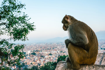 Naklejka premium A monkey sits on a wall of the monkey temple and looks down to the city of Kathmandu.