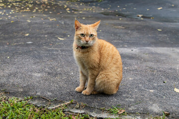 Cute orange tabby cat resting