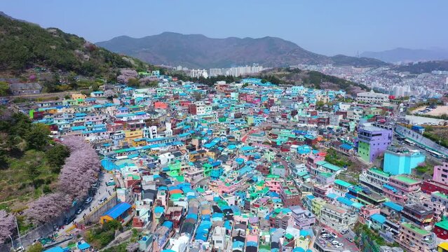 Aerial view of Gamcheon Culture Village And beautiful cherry blossom in spring at Busan city South Korea