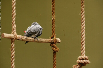 gray parrot against green background ,
