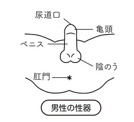 男性生殖器　線画イラスト