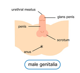 Illustration of male reproductive organs