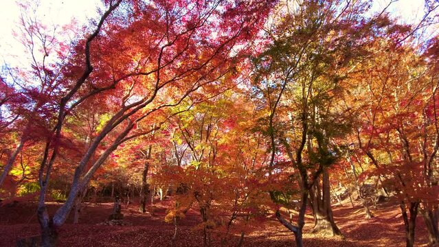 紅葉と落ち葉で赤く染まった公園  4K  広島 尾関山公園の秋の風景  2022年11月18日 