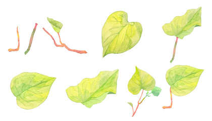 水彩で描いたサツマイモの葉イラスト素材セット