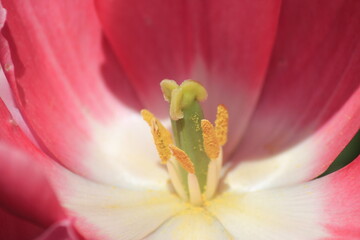 close up of pink tulip