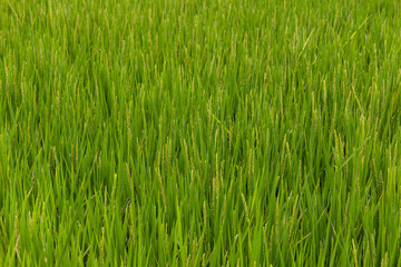 Fresh green raw paddy rice field