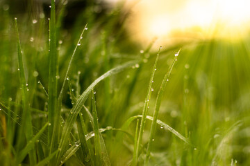 morning dews background, Water drops on grass, and sunshine morning.
Drops of water on the grass, natural wallpaper, panoramic view, soft focus. 