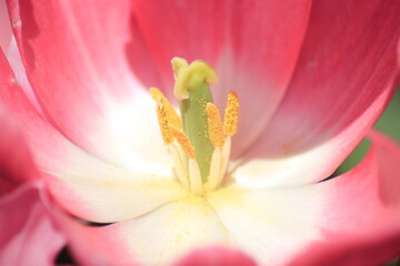 close up of pink tulip