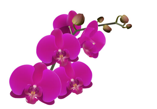Realistic orchid for card, poster, event, vector build separable flower with stem, buds, petals
