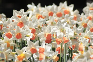 daffodils in the garden