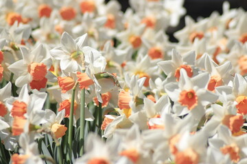 field of narcissus