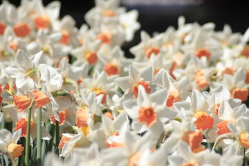 daffodils in the garden