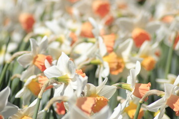 field of narcissus