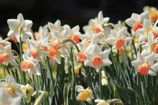 daffodils in the garden