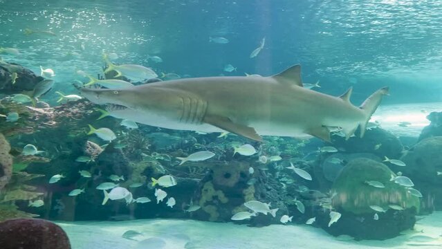 Tropical fish swimming around a shark in an aquarium.
