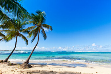 Fototapeta na wymiar Coconut palms on the Caribbean Sea beach of Le Moule, Guadeloupe