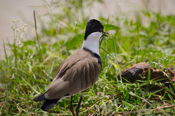 Spur-winged lapwing