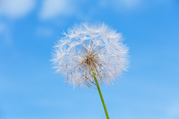 White dandelion on the blue sky background