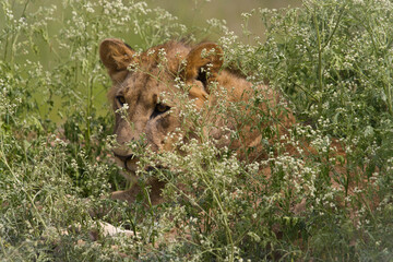 lion in the grass