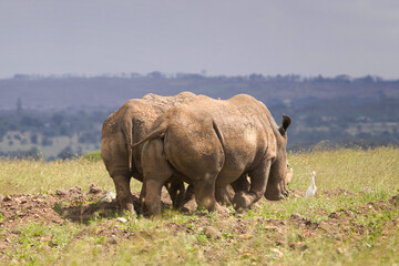Naklejka premium rhino walking in the grass