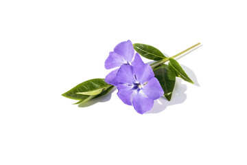 On a white isolated background blue Periwinkle flower, design element.
